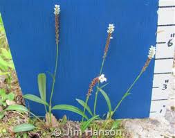 Attēlu rezultāti vaicājumam “Bistorta vivipara flower”