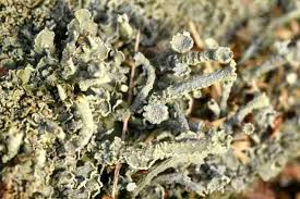 Attēlu rezultāti vaicājumam “Cladonia deformis”