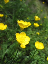 Attēlu rezultāti vaicājumam “Ranunculus bulbosus flower”