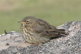 Attēlu rezultāti vaicājumam “Anthus petrosus adult”