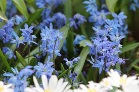 Attēlu rezultāti vaicājumam “Scilla siberica”