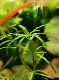 Attēlu rezultāti vaicājumam “Najas flexilis leaf”