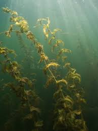 Attēlu rezultāti vaicājumam “Potamogeton perfoliatus”