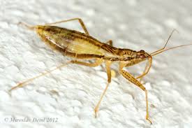 Attēlu rezultāti vaicājumam “Nabis limbatus”