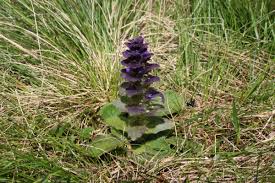 Attēlu rezultāti vaicājumam “Ajuga pyramidalis leaf”