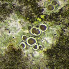 Attēlu rezultāti vaicājumam “Lecanora argentata”