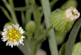 Attēlu rezultāti vaicājumam “Erigeron canadensis”