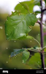 Attēlu rezultāti vaicājumam “Pristiphora maesta larva”