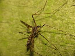 Attēlu rezultāti vaicājumam “Epiphragma ocellare”