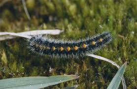 Attēlu rezultāti vaicājumam “Lasiocampa trifolii”