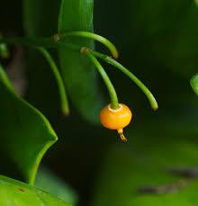 Attēlu rezultāti vaicājumam “Convallaria majalis fruit”
