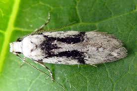 Attēlu rezultāti vaicājumam “Carpatolechia alburnella”