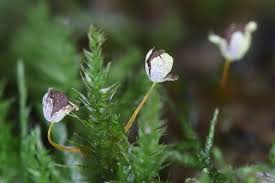 Attēlu rezultāti vaicājumam “Physarum penetrale macro”