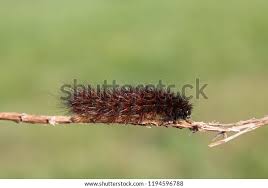 Attēlu rezultāti vaicājumam “Phragmatobia fuliginosa”