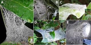 Attēlu rezultāti vaicājumam “Ichneumonidae cocoon”