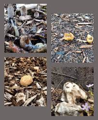 Attēlu rezultāti vaicājumam “Symphytocarpus flaccidus plasmodium”