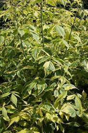 Attēlu rezultāti vaicājumam “Acer negundo leaf”