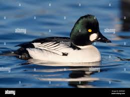 Attēlu rezultāti vaicājumam “Bucephala clangula male”