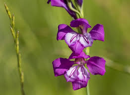 Attēlu rezultāti vaicājumam “Gladiolus imbricatus flower”