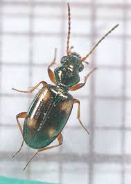 Attēlu rezultāti vaicājumam “Bembidion quadrimaculatum”