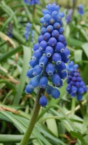 Attēlu rezultāti vaicājumam “Muscari armeniacum flower”