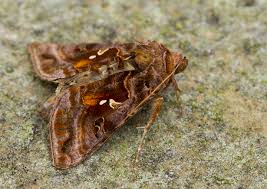 Attēlu rezultāti vaicājumam “Autographa pulchrina”