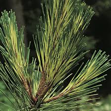 Attēlu rezultāti vaicājumam “Pinus”