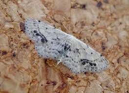 Attēlu rezultāti vaicājumam “Idaea dimidiata”