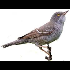 Attēlu rezultāti vaicājumam “Sylvia nisoria”