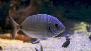 Image result for Diplodus sargus