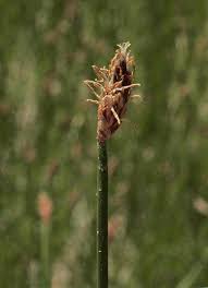 Attēlu rezultāti vaicājumam “Trichophorum cespitosum”