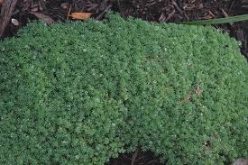 Attēlu rezultāti vaicājumam “Sedum pallidum”