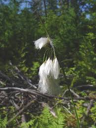 Attēlu rezultāti vaicājumam “Eriophorum latifolium fruit”