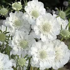 Image result for scabiosa caucasica