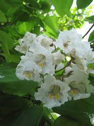 Attēlu rezultāti vaicājumam “Catalpa”