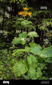 Attēlu rezultāti vaicājumam “Telekia speciosa leaf”