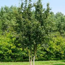 Attēlu rezultāti vaicājumam “Sorbus intermedia”