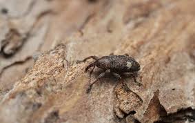 Attēlu rezultāti vaicājumam “Pissodes piniphilus”