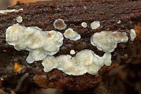 Attēlu rezultāti vaicājumam “Physisporinus vitreus”