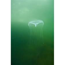 Attēlu rezultāti vaicājumam “Scyphozoa”