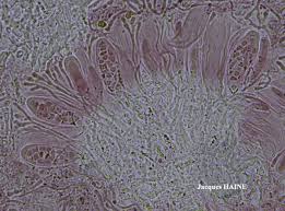 Attēlu rezultāti vaicājumam “Caloplaca scopularis”