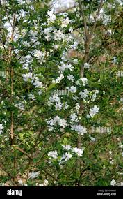 Attēlu rezultāti vaicājumam “Exochorda giraldii var. wilsonii”