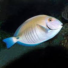 Image result for Acanthurus chirurgus