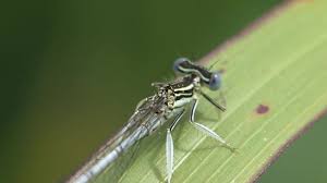 Attēlu rezultāti vaicājumam “Platycnemis pennipes male”