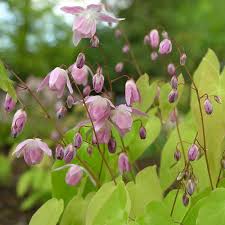 Image result for Elfenspiegel