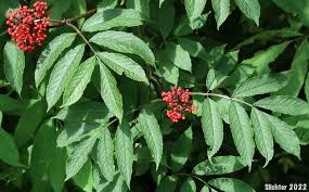 Attēlu rezultāti vaicājumam “Sambucus racemosa fruit”