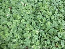 Attēlu rezultāti vaicājumam “Aegopodium podagraria”