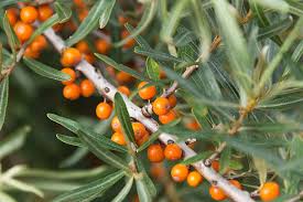 Attēlu rezultāti vaicājumam “Hippophae rhamnoides leaf”