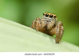 Attēlu rezultāti vaicājumam “Evarcha falcata male”