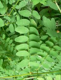 Attēlu rezultāti vaicājumam “Vicia sylvatica”